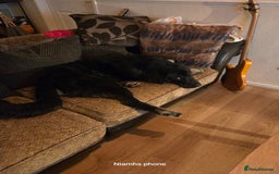 Mixed Breed dogs for sale: Albert - Advert 4