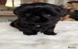 Shih Tzu dogs for sale: AMERICAN IMPERIAL SHIH TZU PUPPIES - Image 13