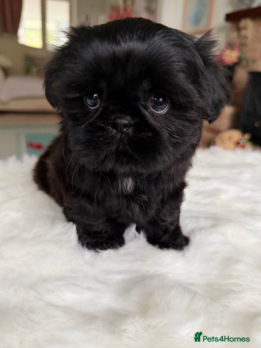 Shih Tzu dogs for sale: AMERICAN IMPERIAL SHIH TZU PUPPIES - Image 13