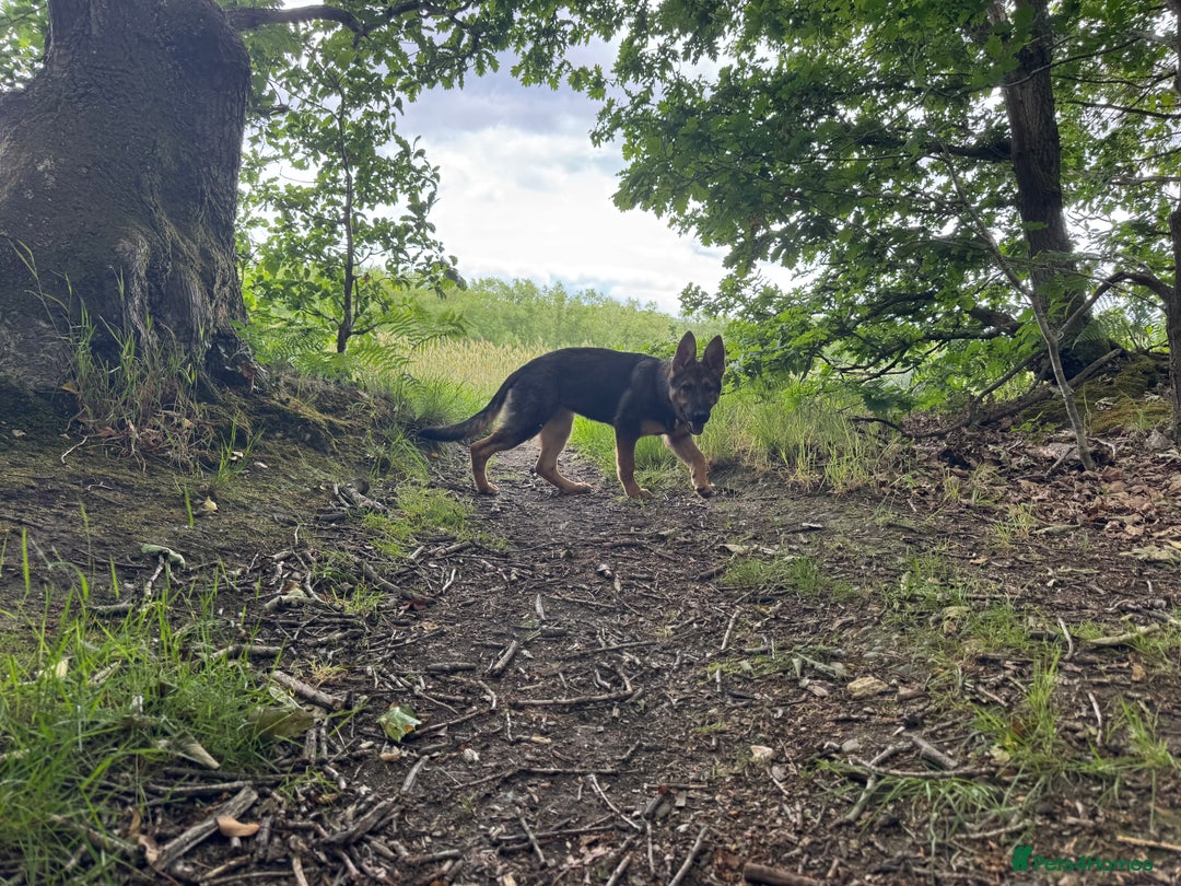 German Shepherd dogs for sale: 6 month old DDR German Shepherd female - Image 2