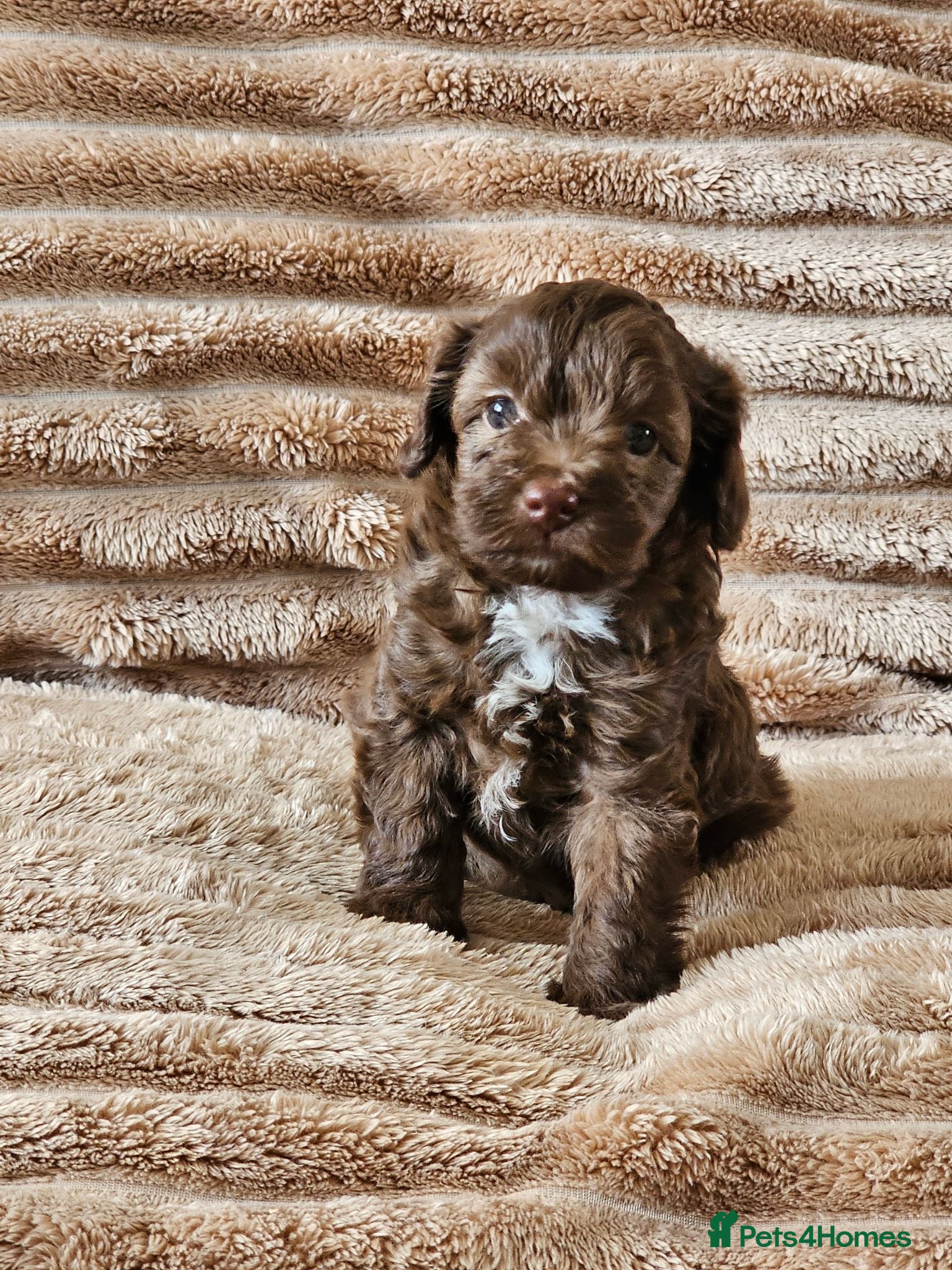Cockapoo dogs £1000 - Advert 6