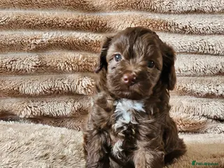 Cockapoo dogs £1000 - Advert 6