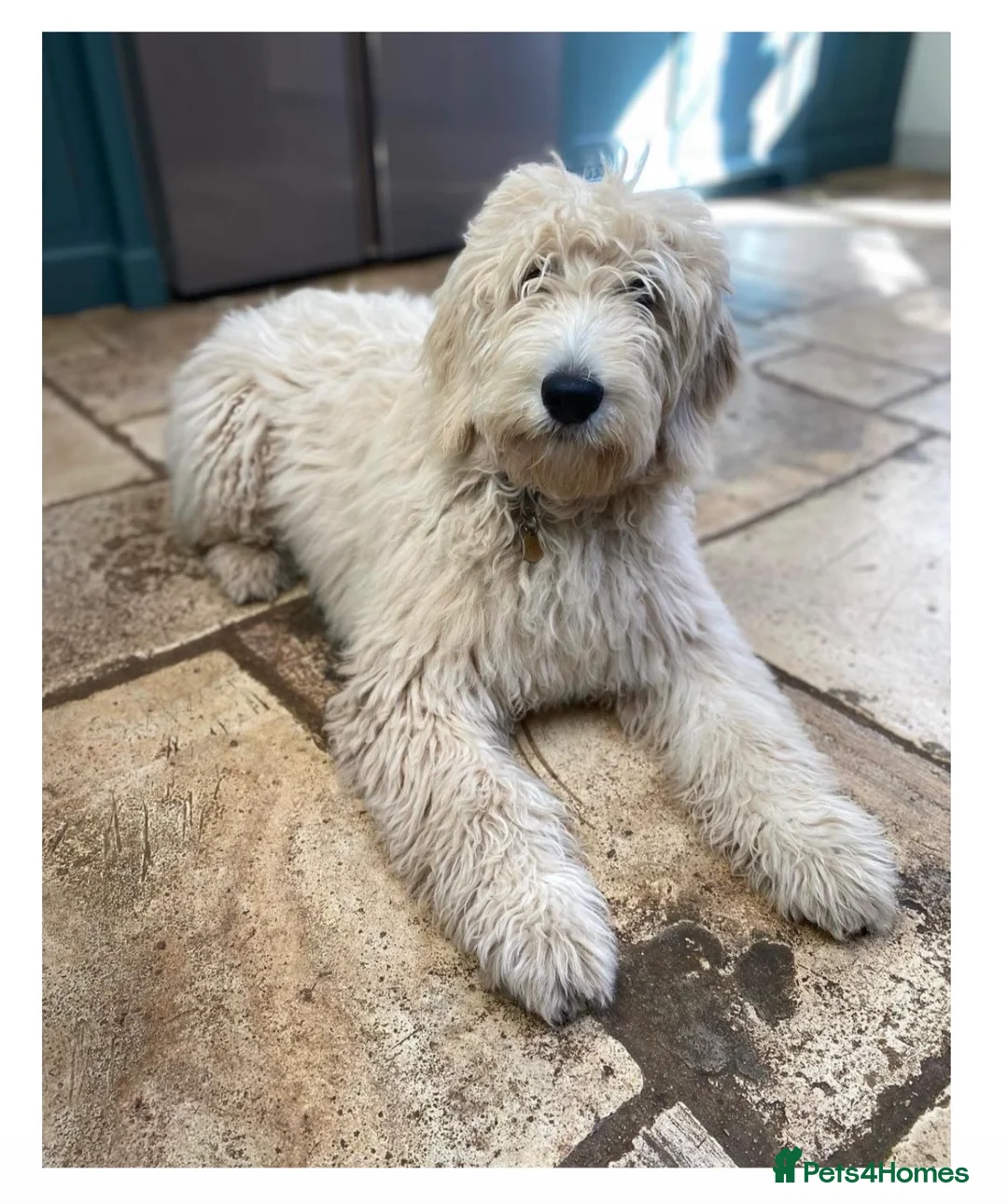Goldendoodle dogs for sale: Trained, GoldenDoodle puppies - Advert 9
