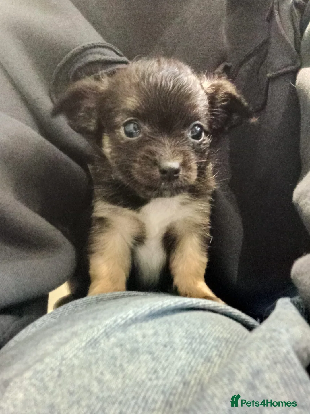 Chihuahua dogs for sale: 5 chihuahua puppies - Advert 16