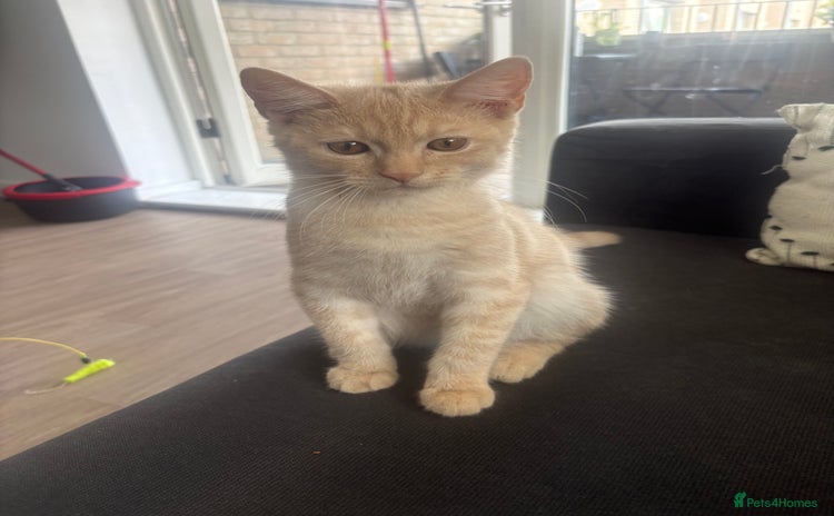 Mixed Breed cats - Advert 11