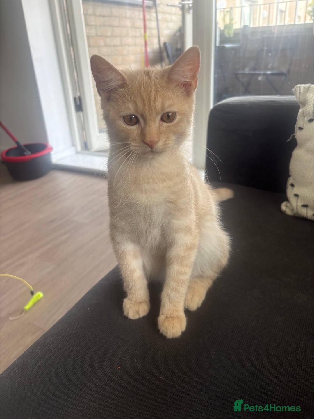 Mixed Breed cats for sale: Beautifully natured boy kitten ❤️ - Image 1