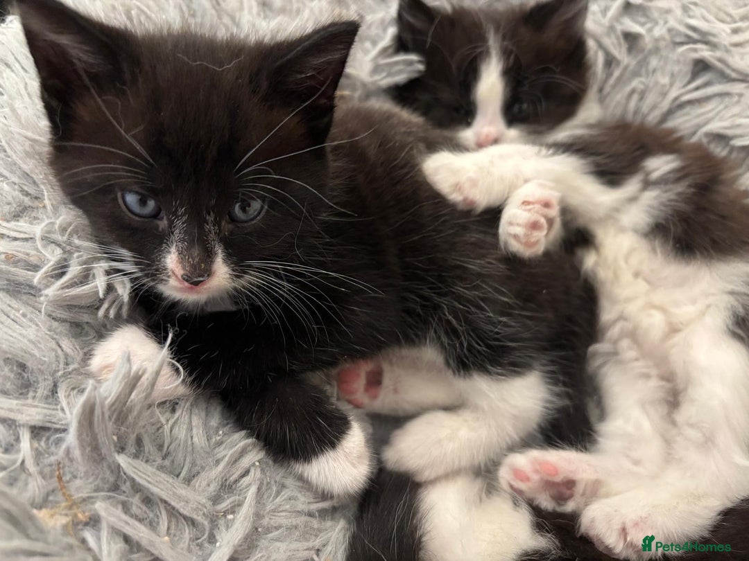 Mixed Breed cats for sale: Cat and kittens  - Image 4