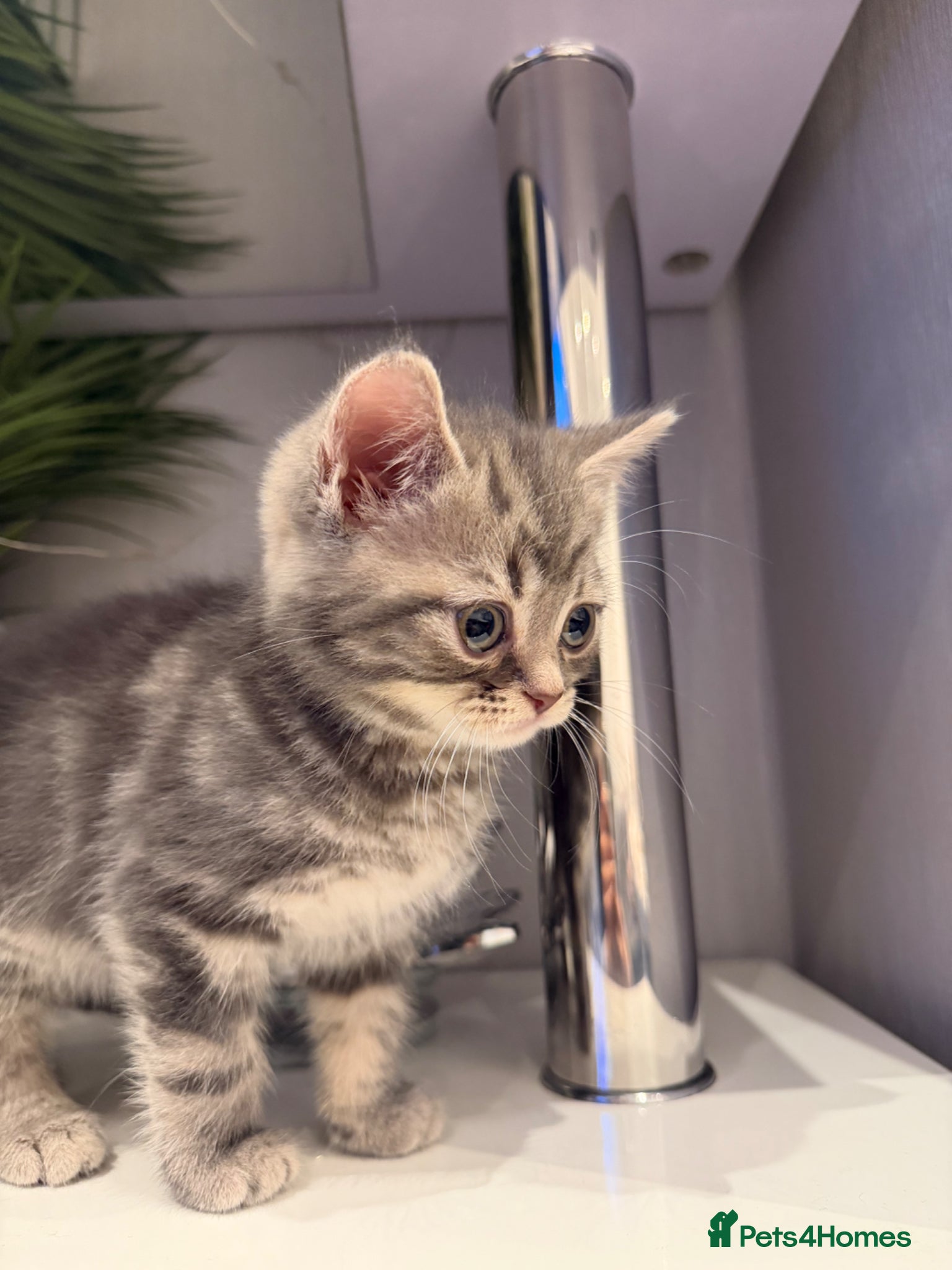 British Shorthair cats GREY BRITISH SHORTHAIR - Advert 20