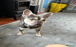 French Bulldog dogs for stud: KC Reg French Bulldog Lilac & Cream  - Image 9