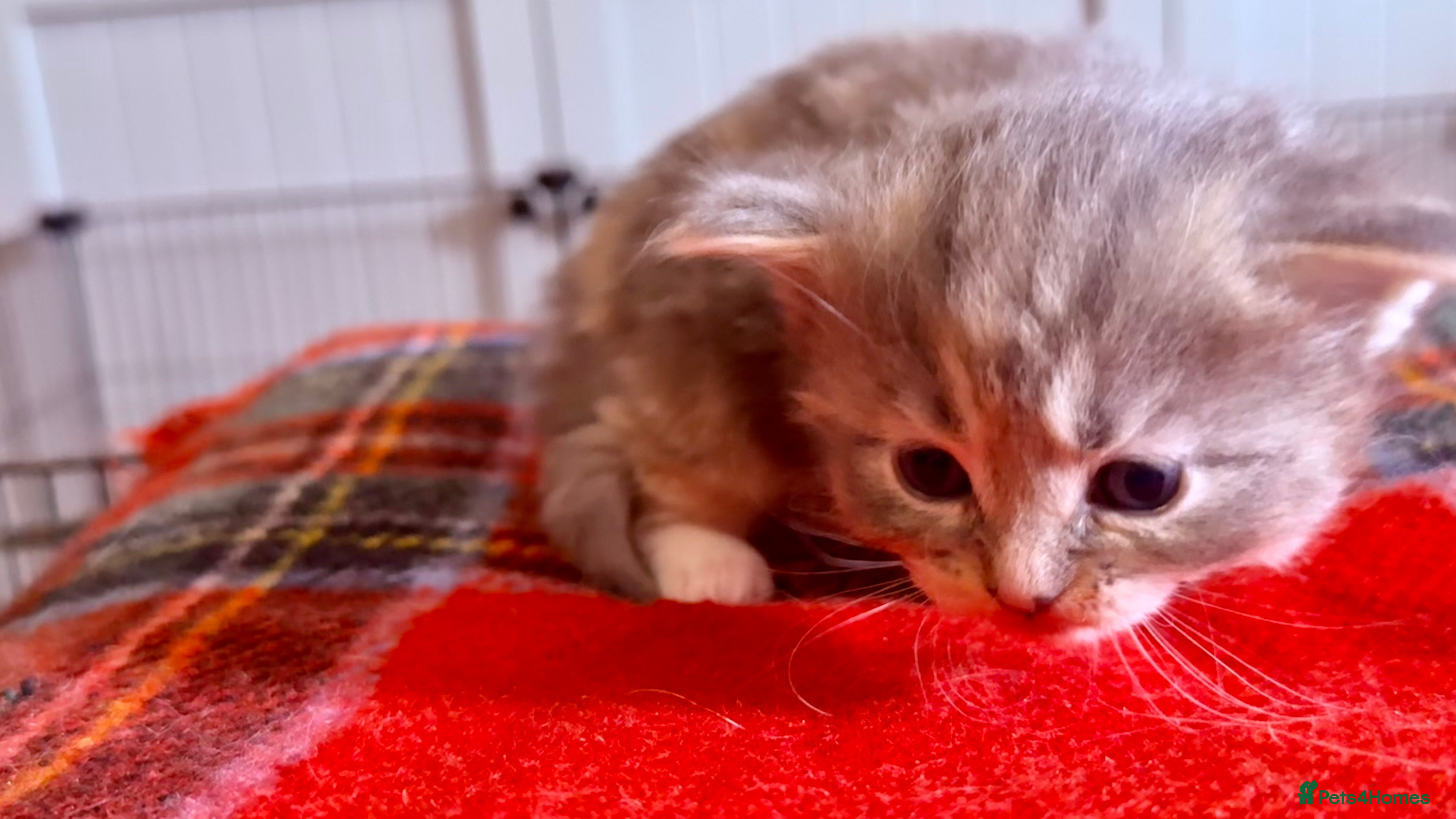Ragcoon cats for sale: Gorgeous, fluffy litter of 6 RagCoon Kittens - Advert 4