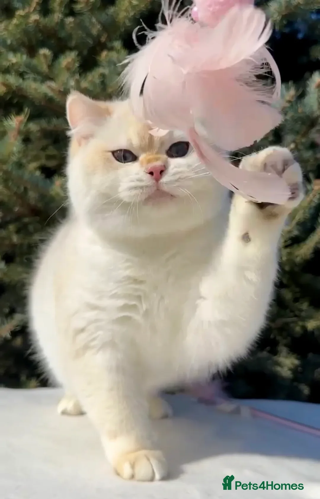 British Shorthair cats for sale: Vlastar Lux Jeremy - BSH black golden chinchilla - Advert 6