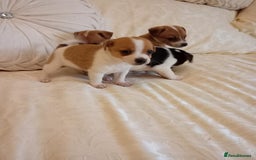 Jack Russell dogs for sale: Miniature Jack Russell puppies  - Image 3