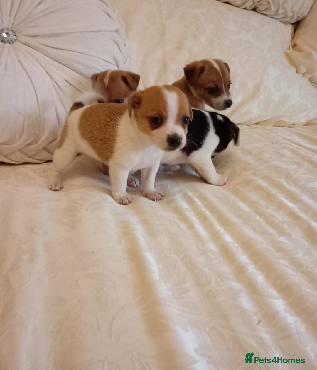 Jack Russell dogs for sale: Miniature Jack Russell puppies  - Image 3