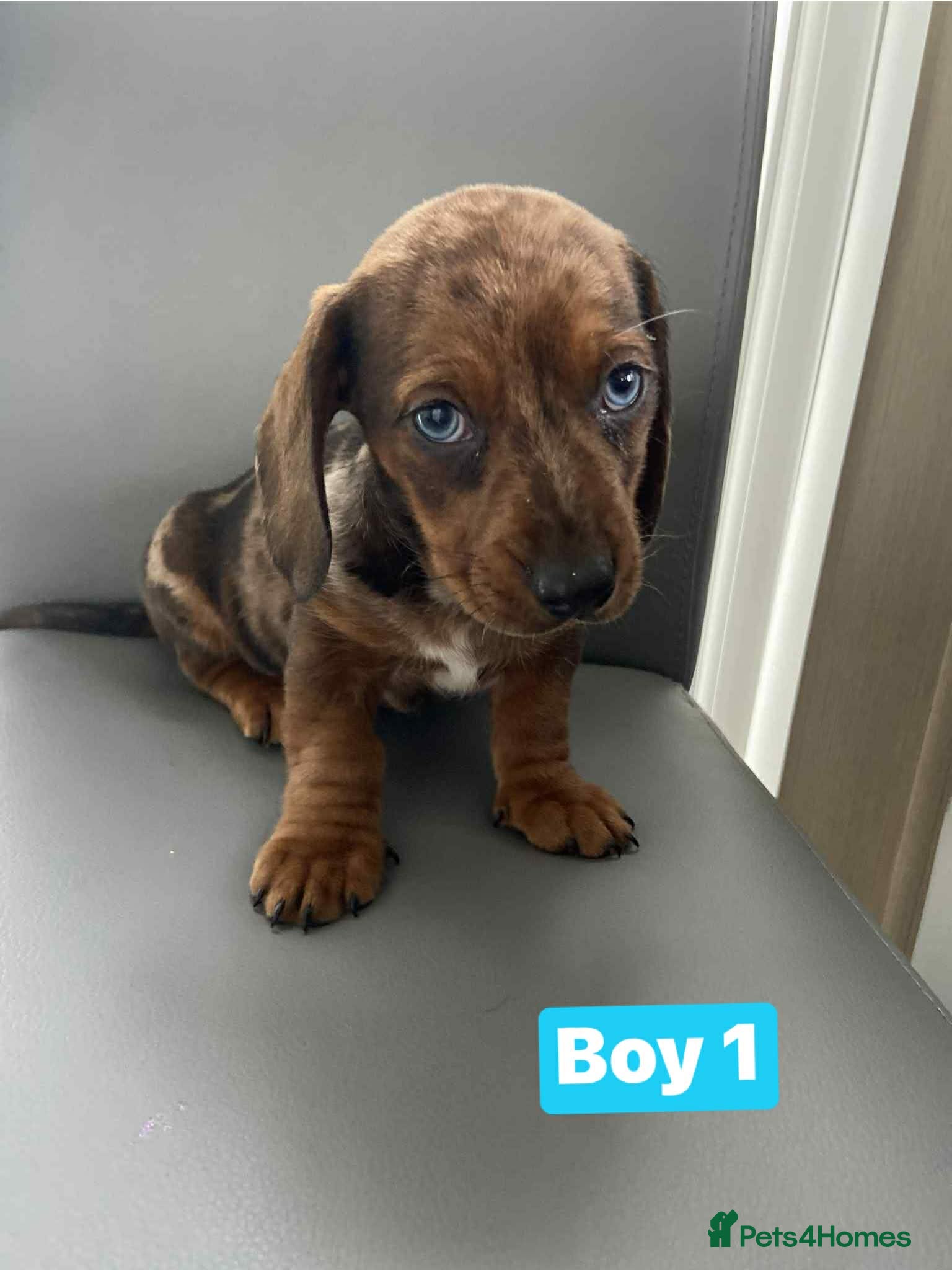 Dachshund dogs Dachshund  - Advert 1