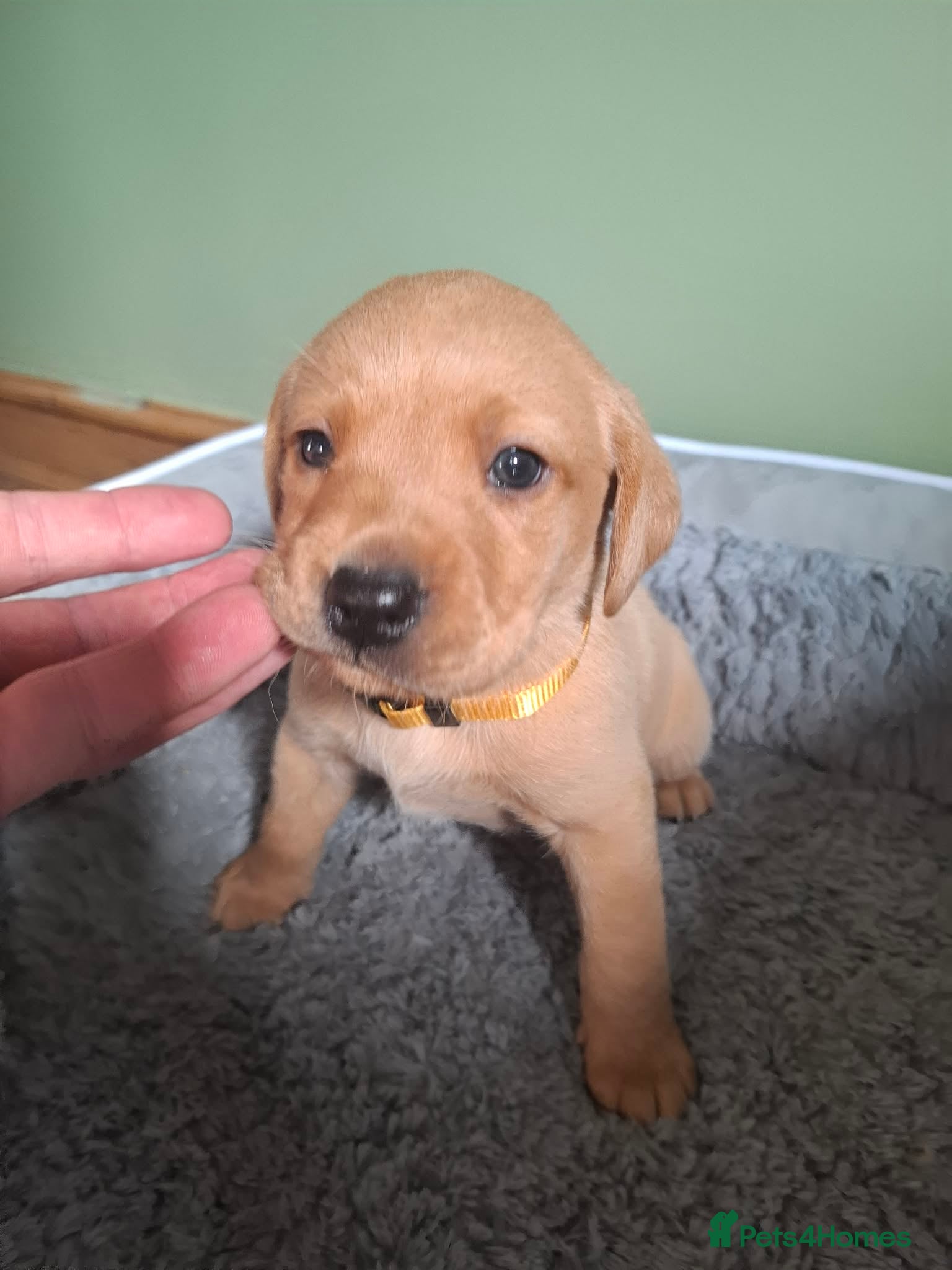 Labrador Retriever dogs   Labrador puppies  - Advert 1