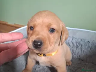 Labrador Retriever dogs Labrador puppies - Advert 1
