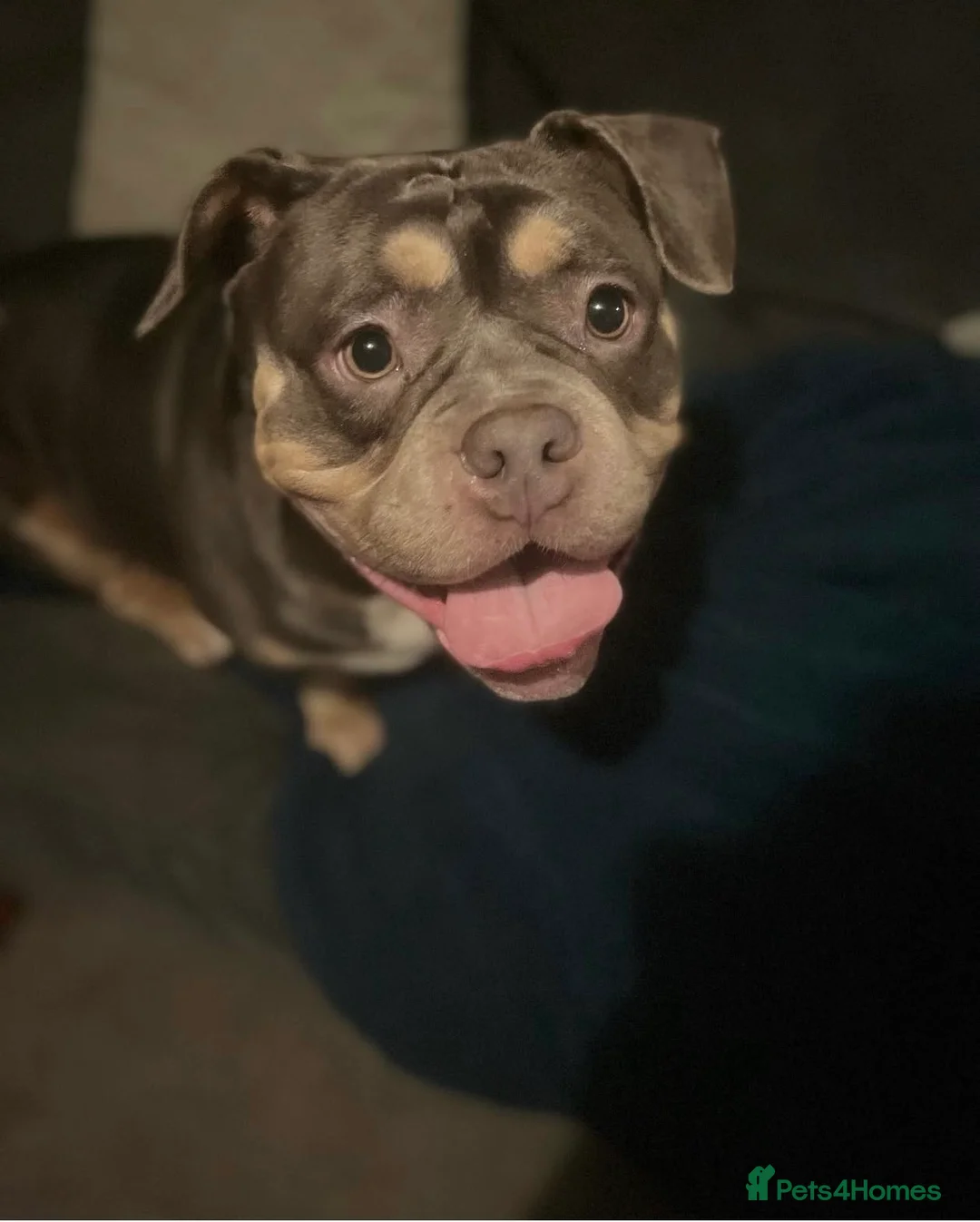 American Bully dogs for sale: Pocket bully girl  - Advert 2