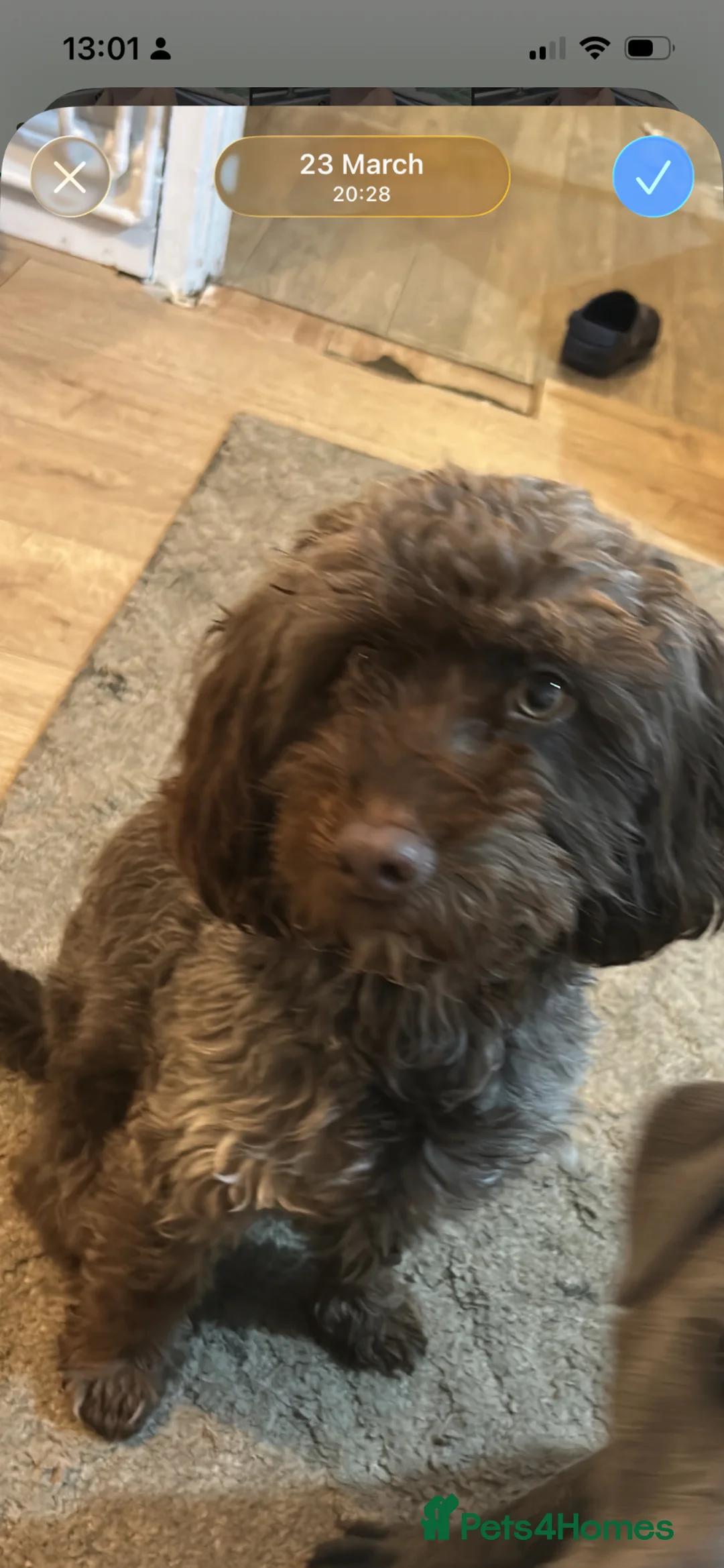Cockapoo dogs for sale: F1b cockapoo  - Advert 1