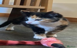 Mixed Breed cats for sale: KITTENS for Sale - Boys and Girls - Advert 4