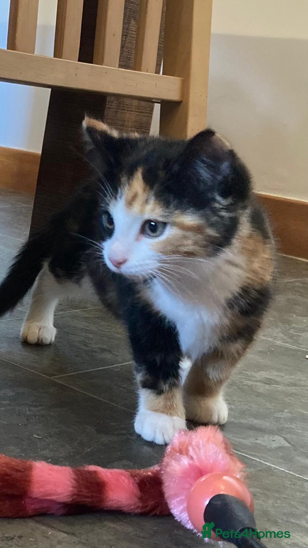 Mixed Breed cats for sale: KITTENS for Sale - Boys and Girls - Advert 4