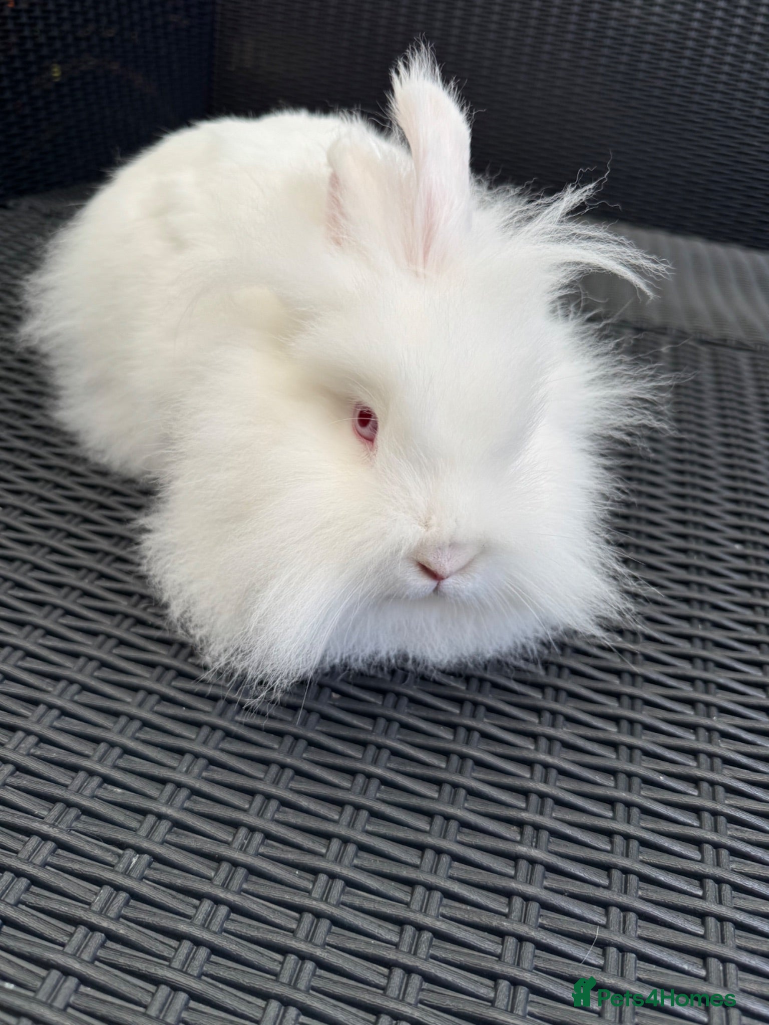 Lionhead rabbits Rabbit - Advert 19