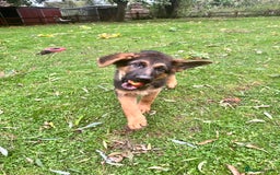 German Shepherd dogs for sale: World class German Shepherd for sale  - Image 7