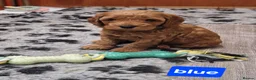 Cockapoo dogs for sale: Cockapoo f1b 5 boys  - Advert 15