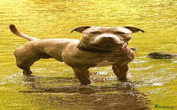 Staffordshire Bull Terrier dogs for sale: Staffordshire bull terrier puppies  - Image 12