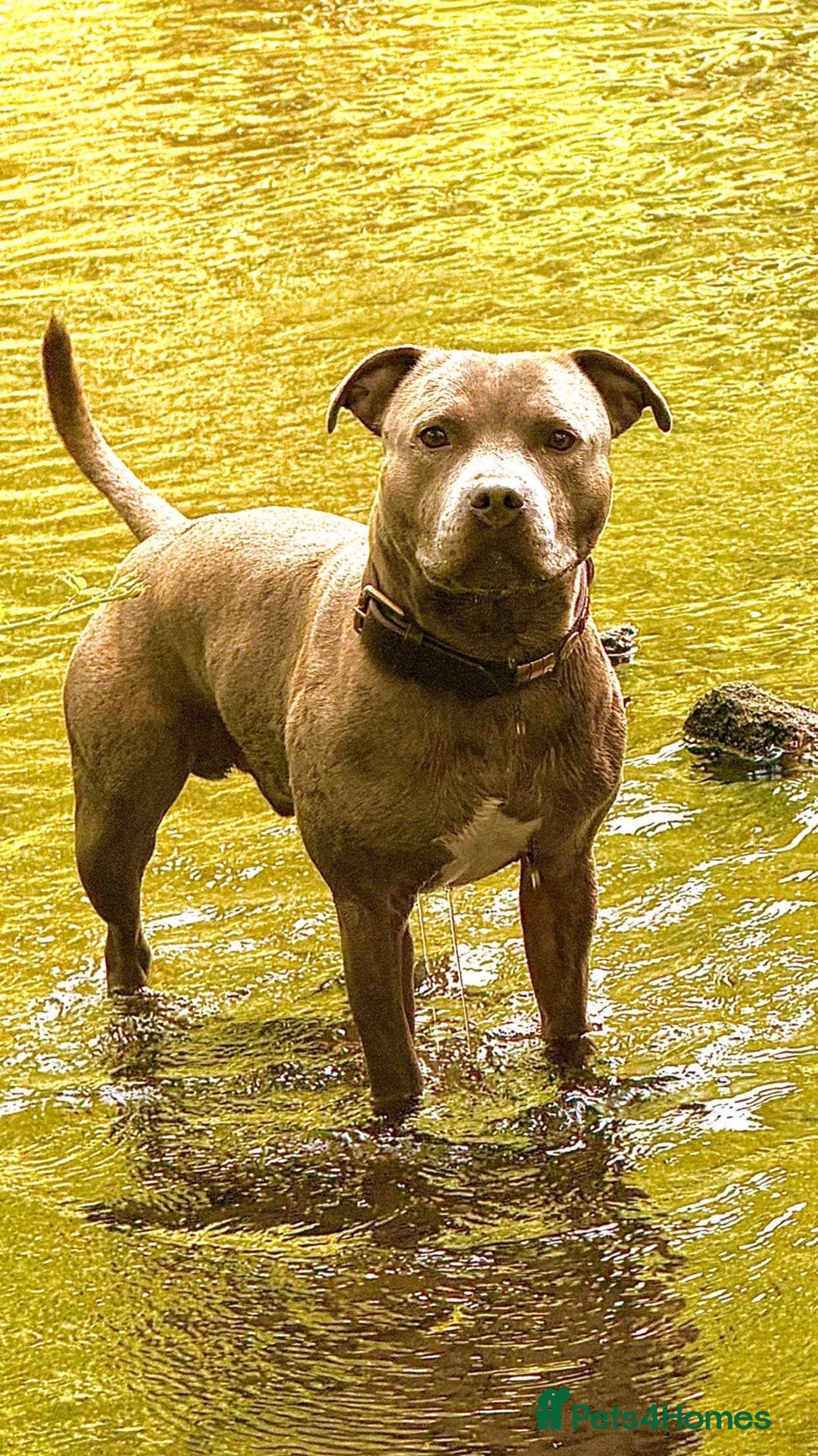 Staffordshire Bull Terrier dogs for sale: Staffordshire bull terrier puppies  - Image 12