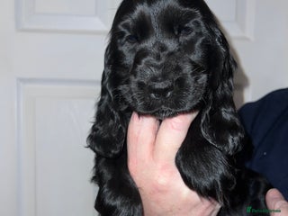 Cocker Spaniel dogs KC registered health tested Show Cocker spaniels - Advert 7