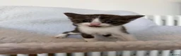 Ragcoon cats for sale: Beautiful Maine Coon × Ragdoll Kittens  - Advert 4