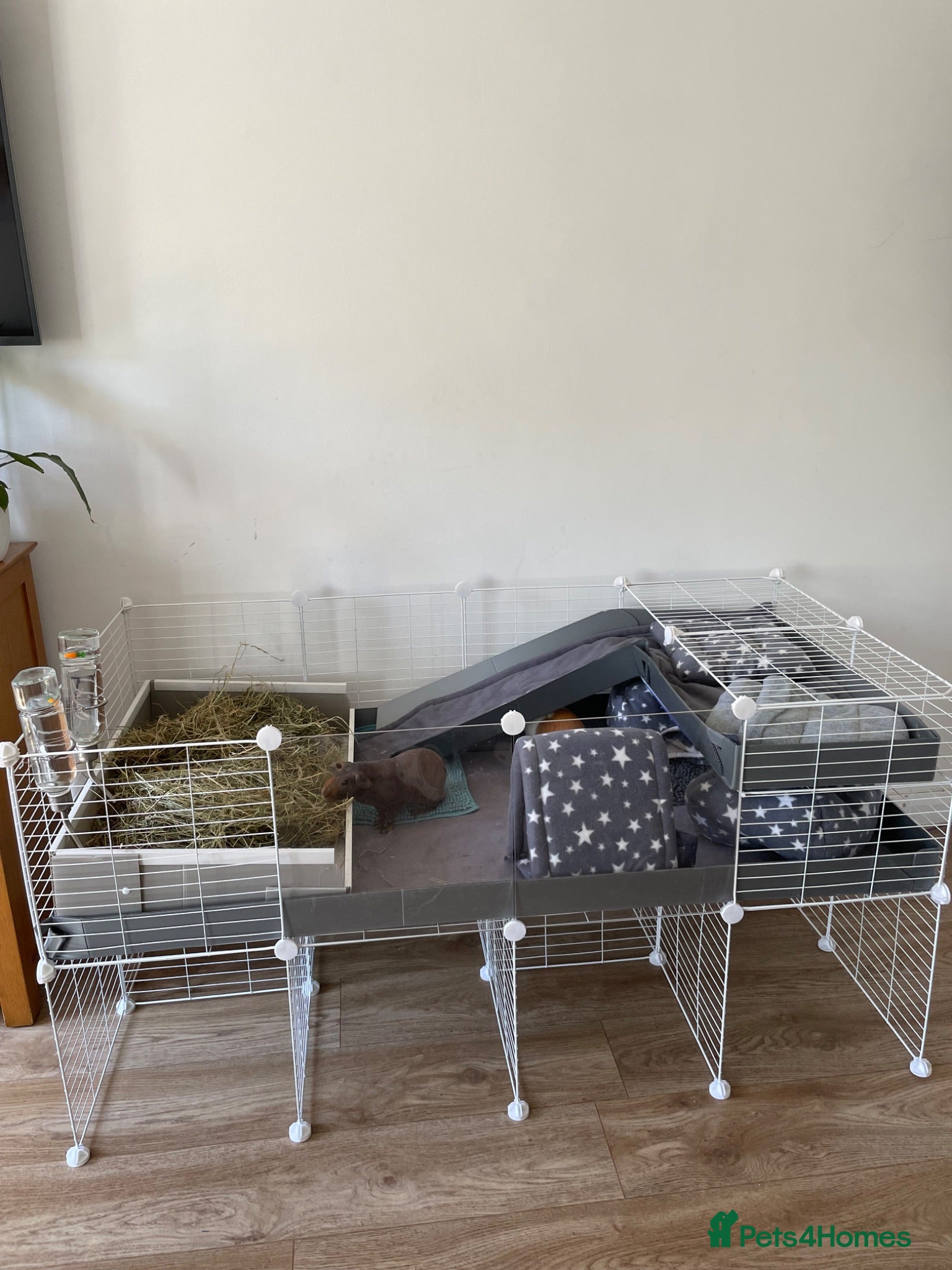 Guinea Pig rodents Bonded boars (one skinny pig & one guinea pig) - Advert 24