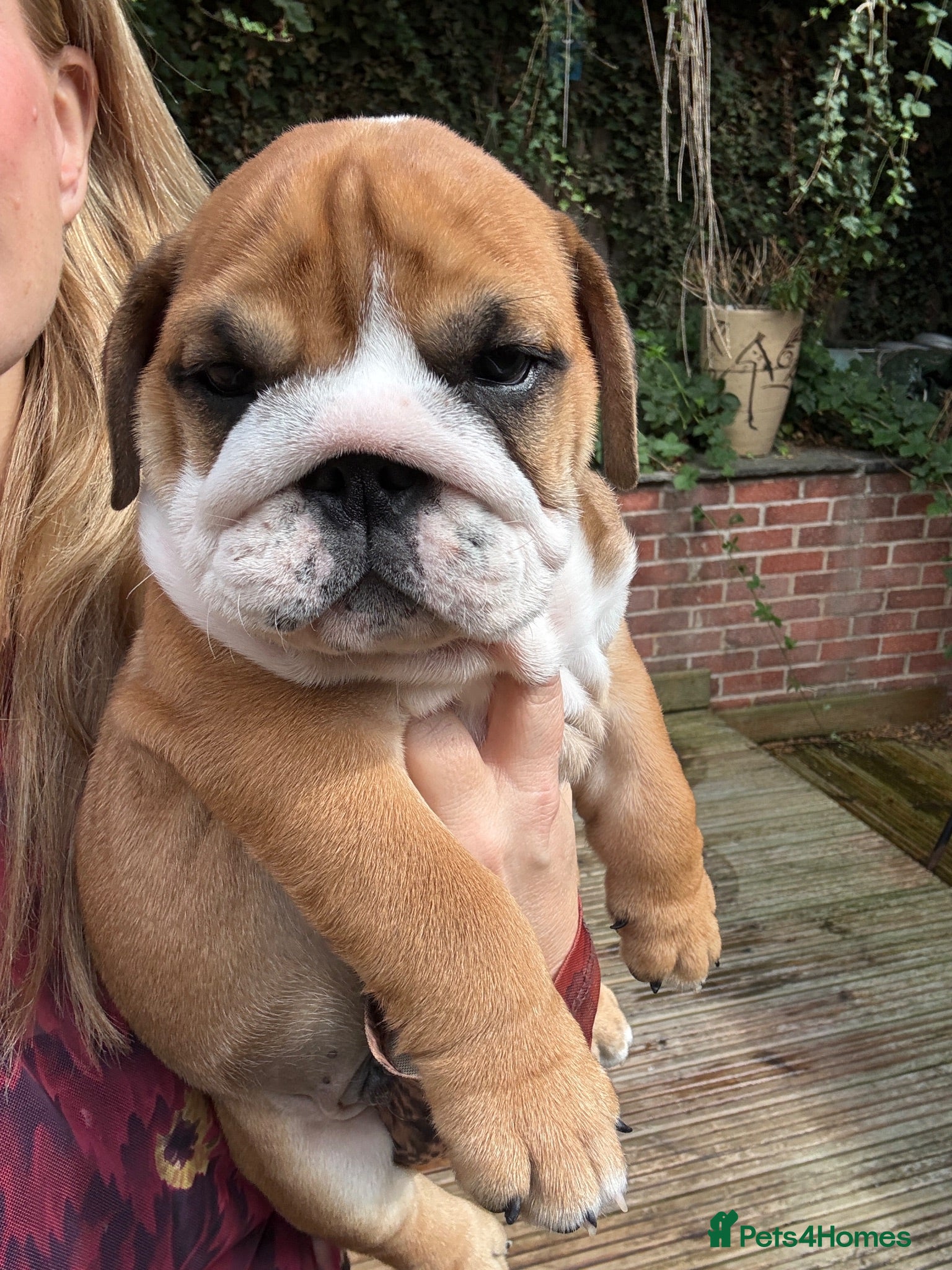 English Bulldog dogs READY TO LEAVE! KC Bulldog Pups Champion Lines - Advert 2