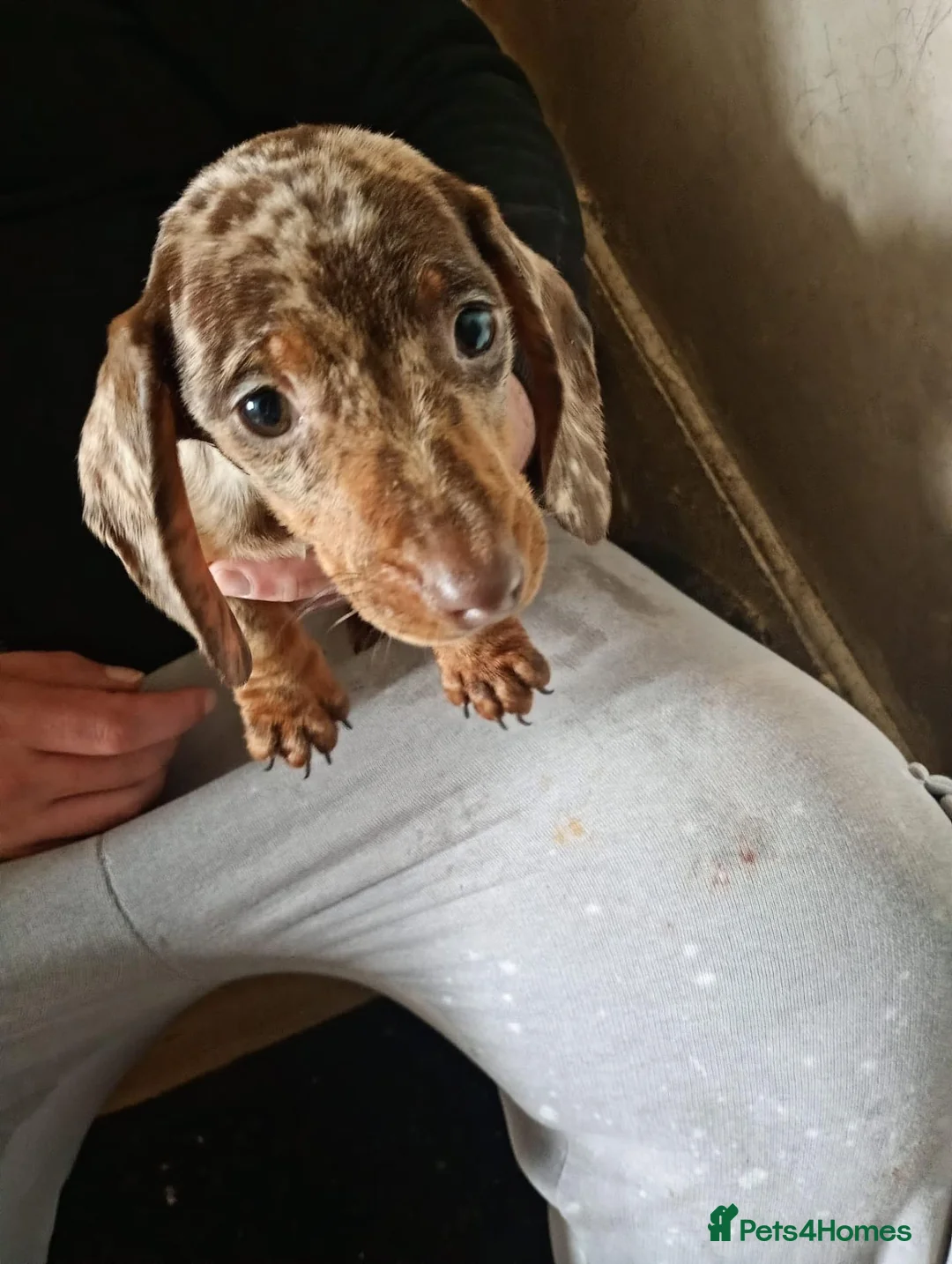 Dachshund dogs for sale: Dachshund puppies in Omagh - Advert 11