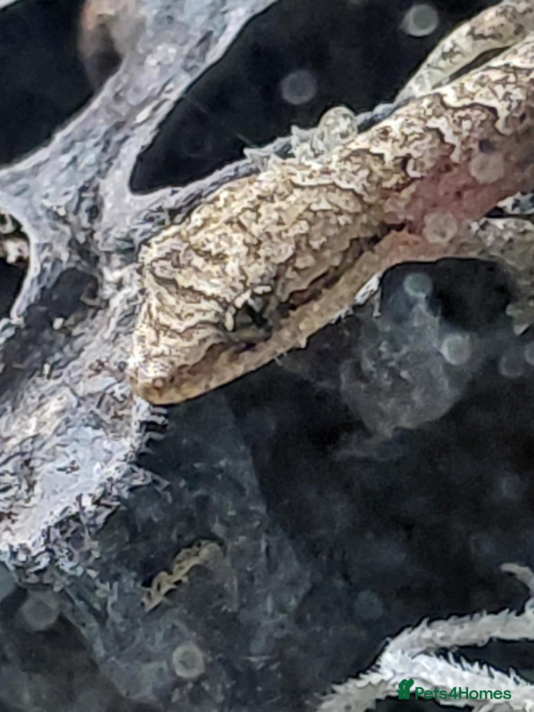 Gecko reptiles for sale: Mourning geckos and dart frogs - Image 6
