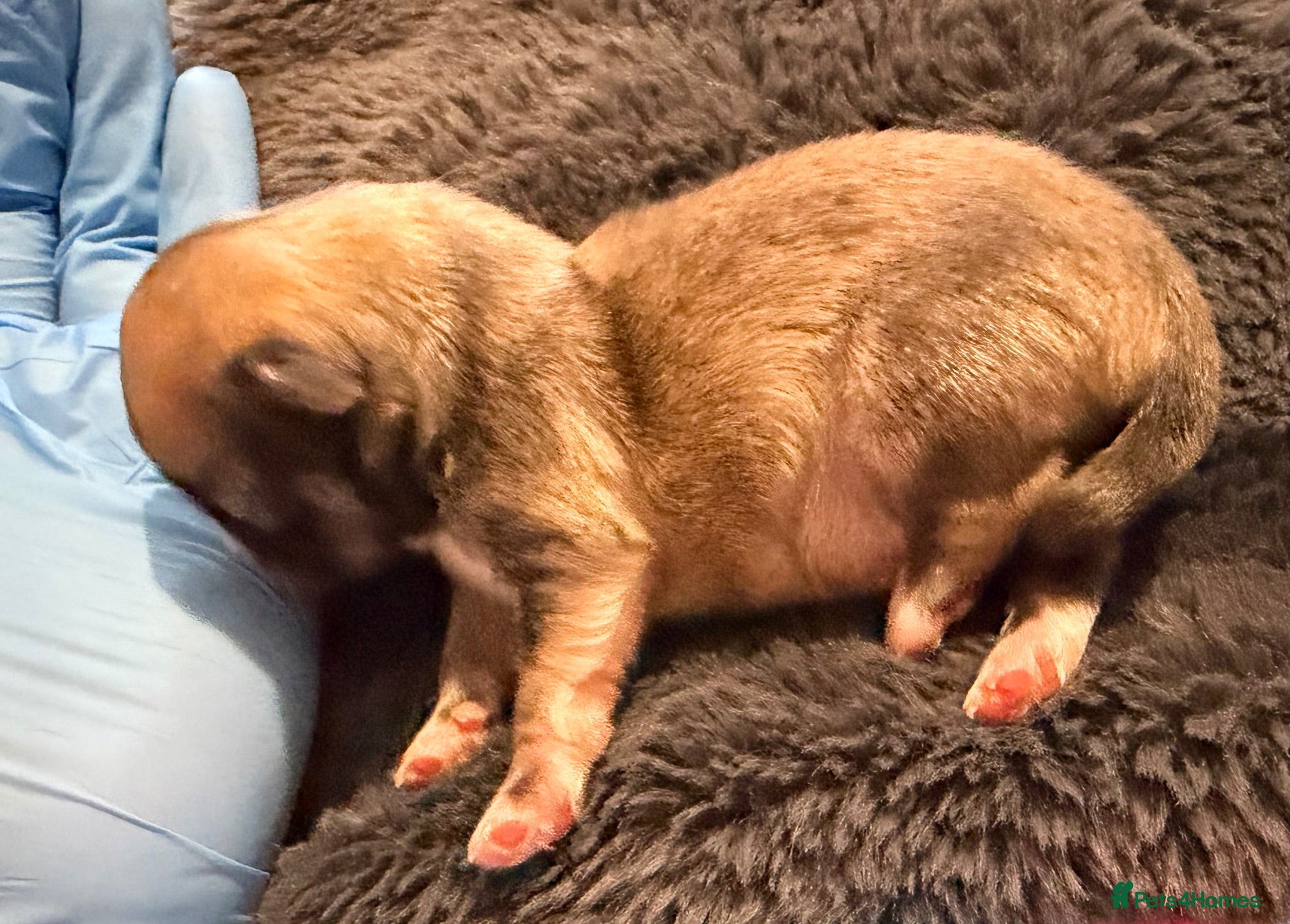 Mixed Breed dogs Malchi puppies - Advert 2
