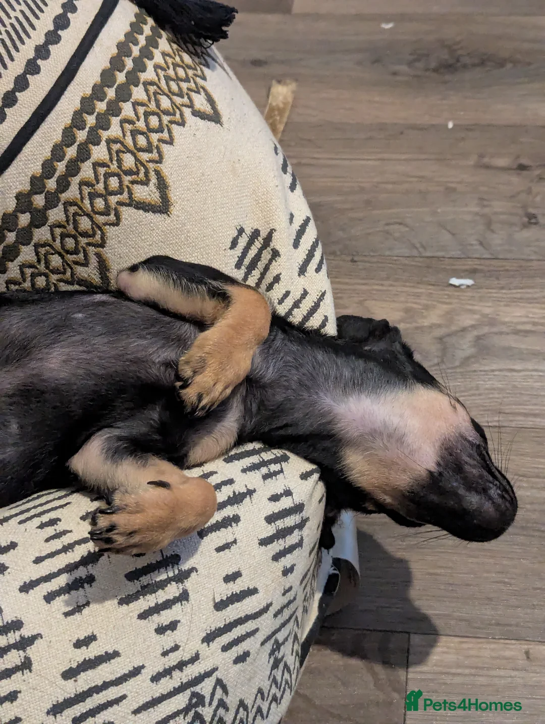 Chihuahua dogs for sale: Chico in Uxbridge - Advert 2