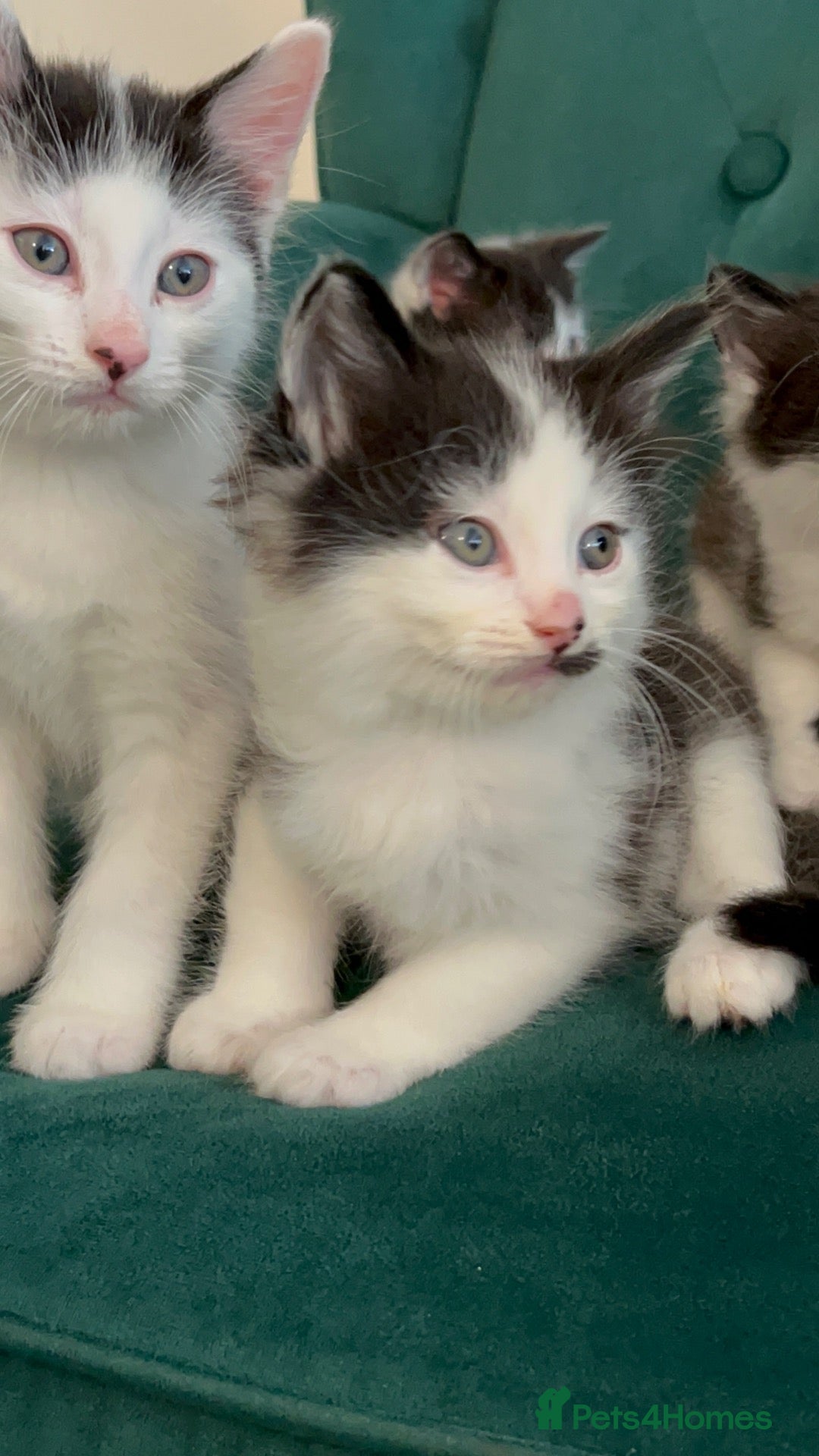 Domestic Shorthair cats Beautiful Tuxedo Kittens Looking for new Homes🐾❤️ - Advert 12