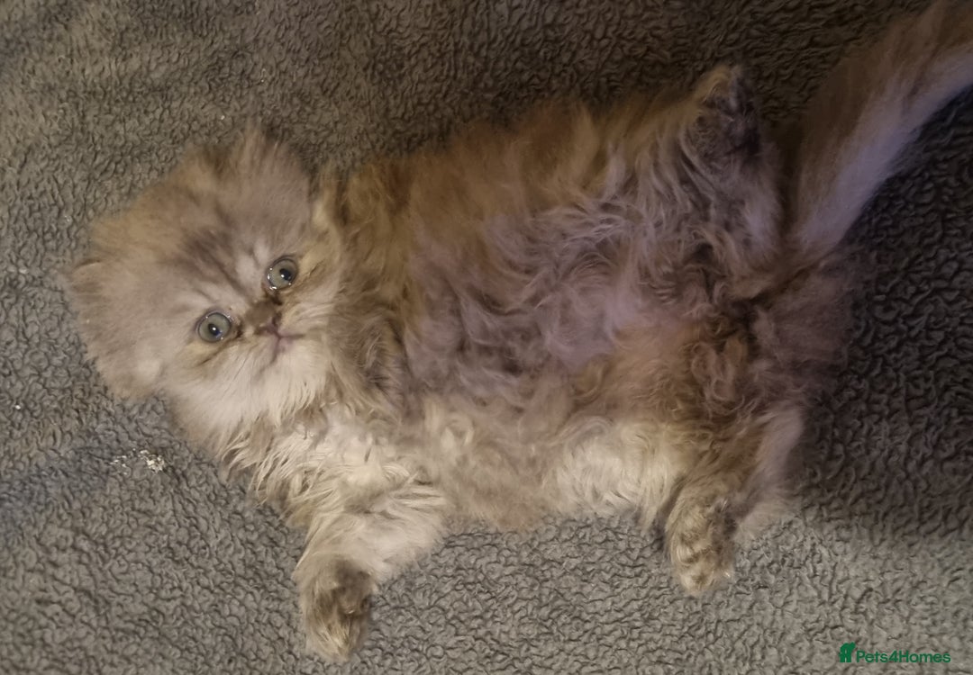Persian cats for sale: Chinchilla Persian kittens  - Image 7