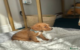 Cocker Spaniel dogs for sale: 9week old pup - Image 2