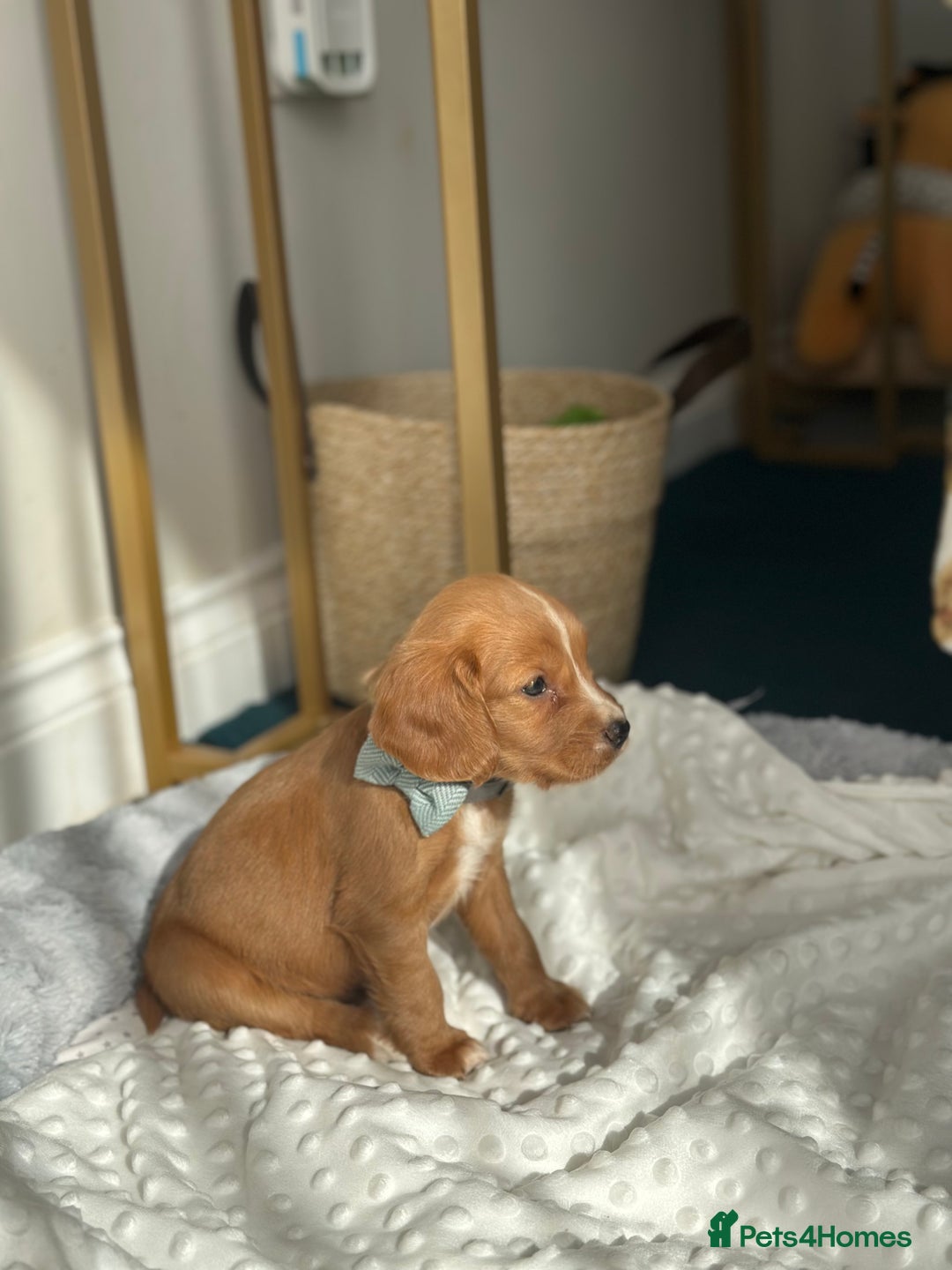 Cocker Spaniel dogs for sale: 9week old pup - Image 2