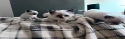 Ragdoll cats for sale: Beautiful ragdoll kittens  - Advert 3
