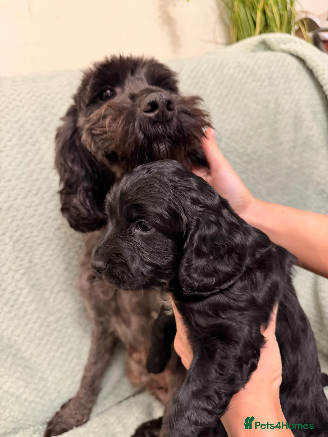 Cockapoo dogs for sale: Beautiful cockapoos born 2nd march!  - Advert 1