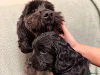 Cockapoo dogs Beautiful cockapoos born 2nd march! - Advert 1