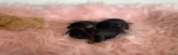 Yorkshire Terrier dogs for sale: ❤️ Beautiful Yorkshire Terrier Puppies ❤️ - Advert 4