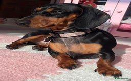 Miniature Dachshund dogs for sale: Miniature Dachshund Puppies - Image 2