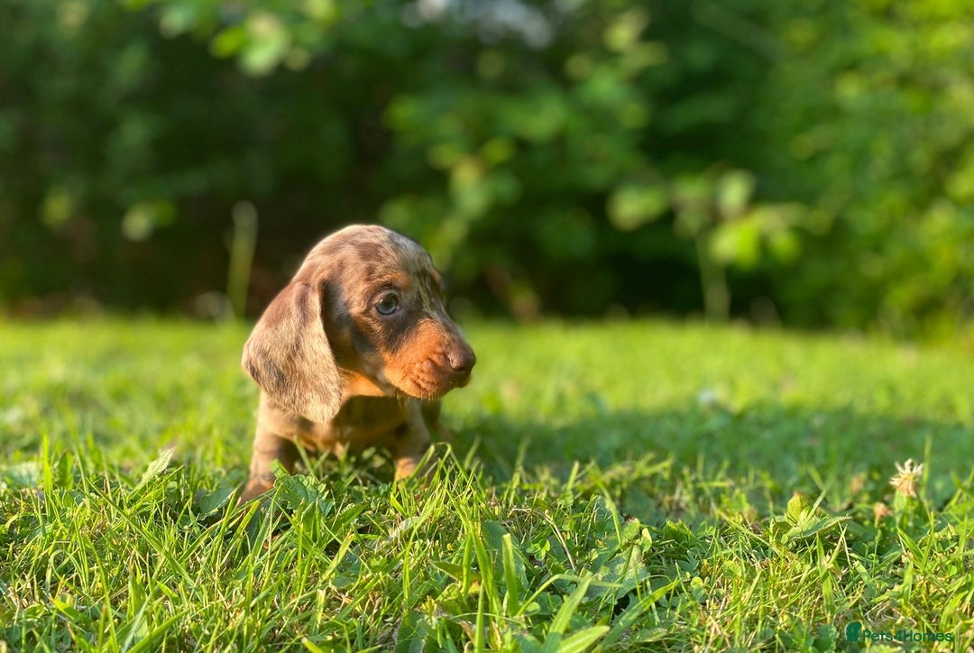 Miniature Dachshund dogs for sale: 3 x KC Chocolate Dapple girls - Image 6