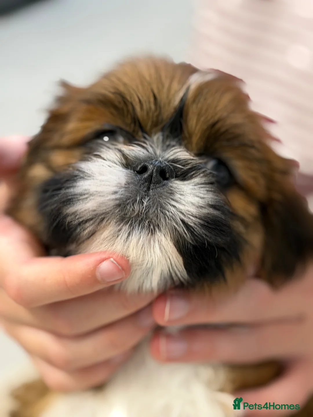 Lhasa Apso dogs for sale: 4 stunning boys available ready 11 may  - Advert 1