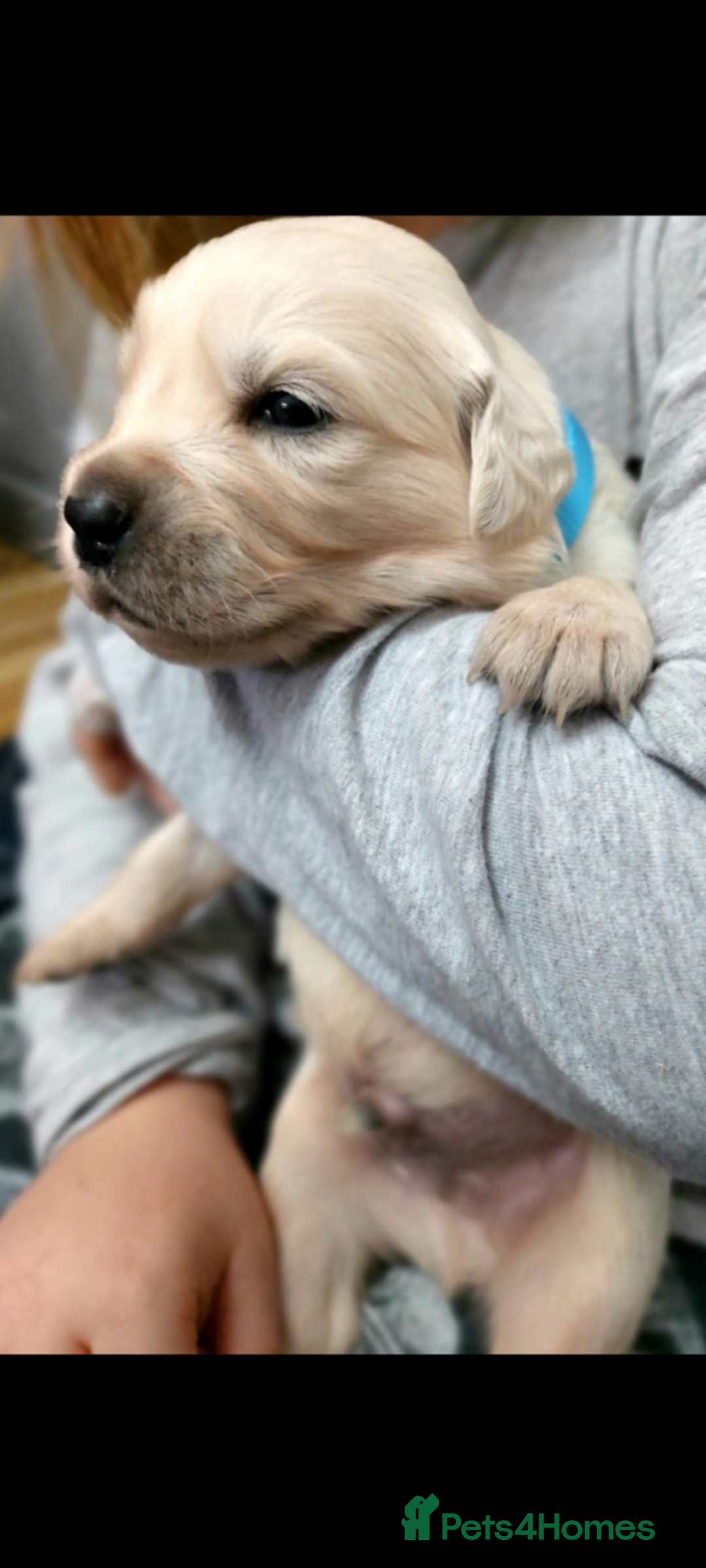 Golden Retriever dogs for sale: Golden retriever puppies for sale  - Advert 18