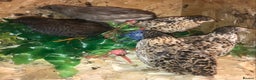 Quail poultry for sale: QUAILS EGGS/CHINESE PAINTED BUTTONS ! - Advert 13